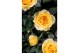 Rosa limbo kordana geel 