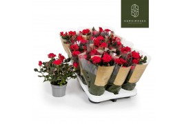 Rosa red mercedes kordana grande rood