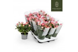 Rosa fame kordana roze