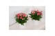 Rosa fame kordana roze 