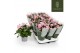 Rosa elysium kordana licht roze 