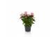 Rosa kordana grande esmeralda roze 