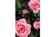 Rosa kordana grande esmeralda roze 