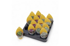 Lithops hookeri mix 4 soorten (sierra)