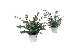 Eucalyptus cinerea