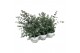 Eucalyptus cinerea 