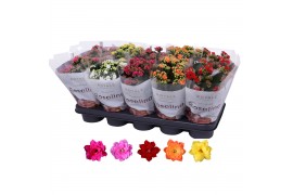 Kalanchoe royal don mix Royale mix  ZONDER WIT