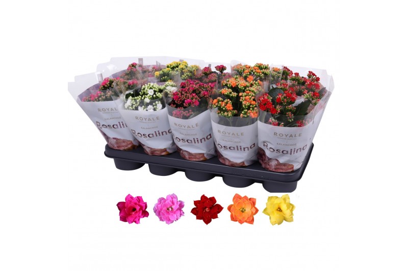Kalanchoe royal don mix Royale mix  ZONDER WIT 