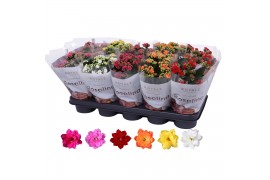 Kalanchoe rosalina mix royale