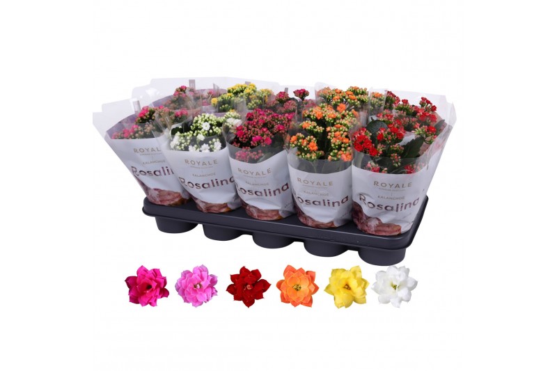 Kalanchoe rosalina mix royale 