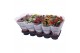 Kalanchoe rosalina mix royale 