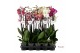 Phalaenopsis mix 3 tak - 65/70cm 