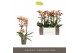 Phalaenopsis multiflora oranje Exclusivo - Monaco Gold - 2 tak 