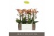 Phalaenopsis multiflora oranje Exclusivo - Monaco Gold - 2 tak 