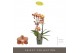 Phalaenopsis multiflora oranje Exclusivo - Monaco Gold - 2 tak 