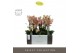 Phalaenopsis multiflora geel 3 tak exclusivo pikachu in emilia sand aq 