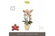 Phalaenopsis multiflora geel 3 tak exclusivo pikachu in emilia sand aq 