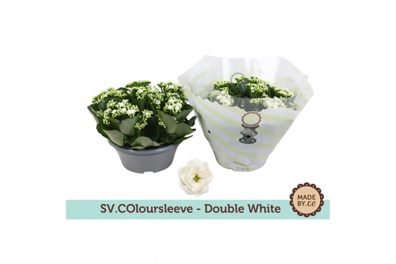 Kalanchoe rosalina menzel double white in box Kalanchoe rosalina menzel double white in box