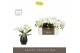 Phalaenopsis wit Tablo - Champagne - 3 tak - Abruzzo Black Aquo 