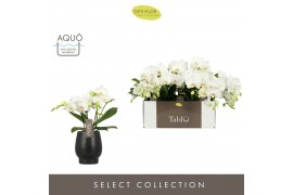 Phalaenopsis wit Tablo - Champagne - 3 tak - Abruzzo Black Aquo