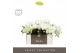 Phalaenopsis wit Tablo - Champagne - 3 tak - Abruzzo Black Aquo 
