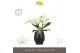 Phalaenopsis wit Tablo - Champagne - 3 tak - Abruzzo Black Aquo 