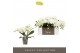 Phalaenopsis wit Tablo - Champagne - 3 tak 
