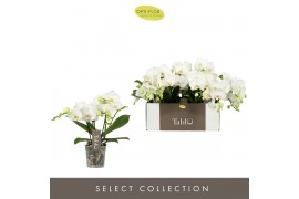 Phalaenopsis wit Tablo - Champagne - 3 tak