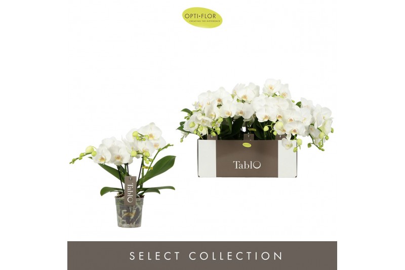 Phalaenopsis wit Tablo - Champagne - 3 tak 