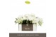 Phalaenopsis wit Tablo - Champagne - 3 tak 