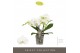 Phalaenopsis wit Tablo - Champagne - 3 tak 