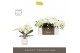 Phalaenopsis wit Tablo - Champagne - 3 tak - Molise White Aquo 