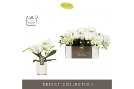 Phalaenopsis wit Tablo - Champagne - 3 tak - Molise White Aquo