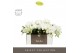 Phalaenopsis wit Tablo - Champagne - 3 tak - Molise White Aquo 