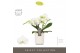 Phalaenopsis wit Tablo - Champagne - 3 tak - Molise White Aquo 