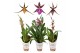 Brassia summer dream mix 1 tak 