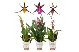 Brassia summer dream mix 1 tak