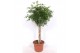 Schefflera arboricola compacta vlechtstam 