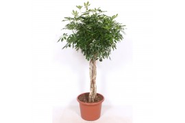 Schefflera arboricola compacta vlechtstam