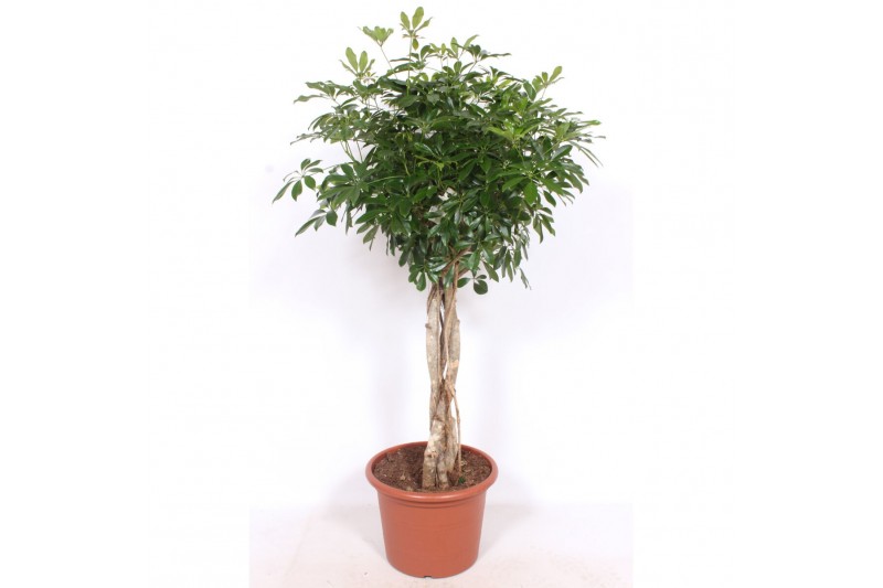 Schefflera arboricola compacta vlechtstam 