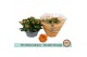 Kalanchoe rosalina demeter double orange in box 