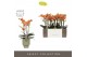 Phalaenopsis multiflora paprika Exclusivo Paprika 3 spike in Emilia Gr 