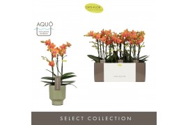 Phalaenopsis multiflora paprika Exclusivo Paprika 3 spike in Emilia Gr