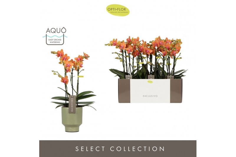 Phalaenopsis multiflora paprika Exclusivo Paprika 3 spike in Emilia Gr 