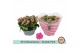 Kalanchoe rosalina don nando double pink in box 