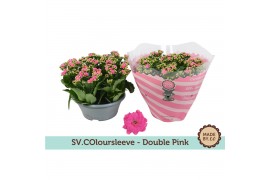 Kalanchoe rosalina don nando double pink in box