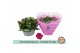 Kalanchoe rosalina don geraldo double purple in box 