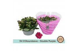 Kalanchoe rosalina don geraldo double purple in box