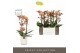 Phalaenopsis multiflora oranje Exclusivo - Monaco Gold - 2 tak - Molis 