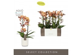 Phalaenopsis multiflora oranje Exclusivo - Monaco Gold - 2 tak - Molis